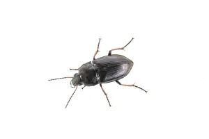 White Background Insect Drucke: Black bug isolated on a white background