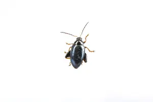 White Background Insect Drucke: Black bug isolated on a white background