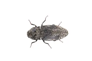 White Background Insect Drucke: Black bug isolated on a white background