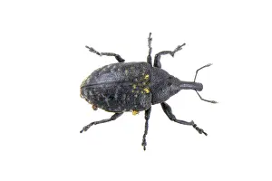White Studio Background Animal Drucke: Black bug isolated on a white background