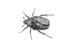 White Background Insect Drucke: Black bug isolated on a white background