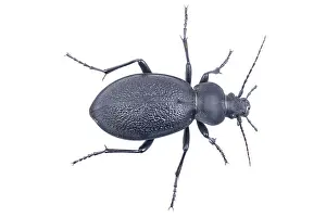 Studio Shot Wildlife Photography Drucke: Black bug isolated on a white background