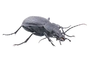 White Background Insect Drucke: Black bug isolated on a white background