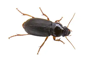 White Background Insect Drucke: Black bug isolated on a white background