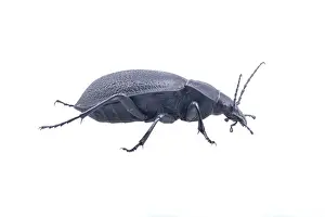White Background Wildlife Photo Drucke: Black bug isolated on a white background