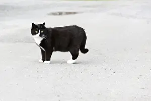 Domestic Animals Drucke: Black cat