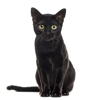 Domestic Cat Images Drucke: Black cat kitten looking at the camera