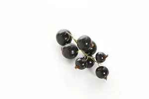 Black Currant Nutrition Drucke: Black currants