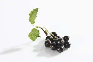 Studio Shot Fruit Drucke: Black currants with leaf