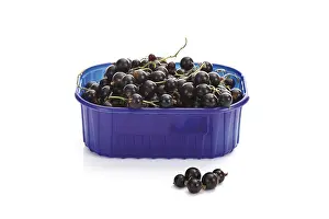 Studio Still Life Images Drucke: Black currants in a plastic box
