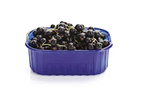 Fruity Food Photography Drucke: Black currants in a plastic box