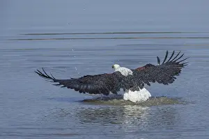 Bird Of Prey Hunting Drucke: Black eagle hunting, prey, fish