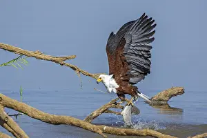 White Tailed Eagle Habitat Drucke: Black eagle hunting, prey, fish