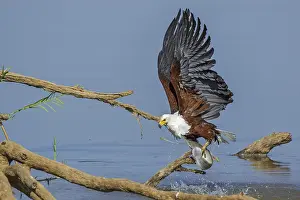 White Tailed Eagle Drucke: Black eagle hunting, prey, fish