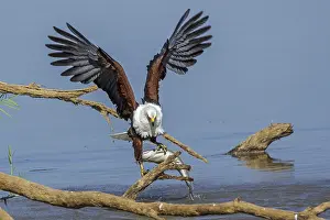 Bird Of Prey Feeding Drucke: Black eagle hunting, prey, fish