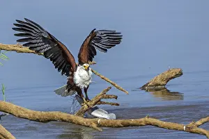 African Fish Eagle Drucke: Black eagle hunting, prey, fish
