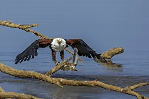 Nature Reserve Conservation Drucke: Black eagle hunting, prey, fish