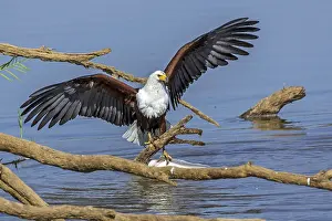 African Fish Eagle Drucke: Black eagle hunting, prey, fish