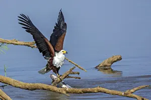 African Fish Eagle Drucke: Black eagle hunting, prey, fish