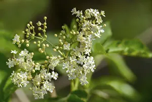 Bilder Datiert 10. Mai 2024: Black elderberry print