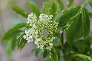 Bilder Datiert 10. Mai 2024: Black elderberry print