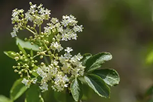 Bilder Datiert 10. Mai 2024: Black elderberry print