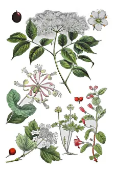 Medicinal Herb Plants Drucke: Black elder also Holder, Holler