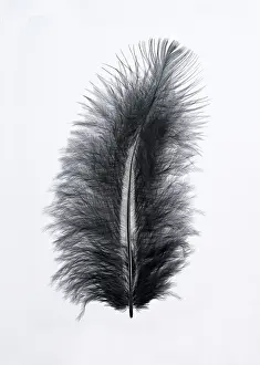 European Bird Feathers Drucke: Black feather, indeterminate, Germany