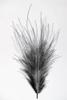 European Bird Feathers Drucke: Black feather, indeterminate, Germany