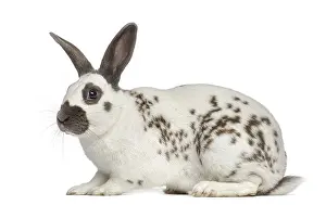 White Studio Background Animal Drucke: Black fire rabbit isolated on white