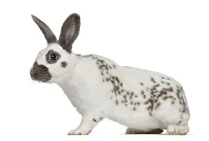 White Studio Background Animal Drucke: Black fire rabbit isolated on white