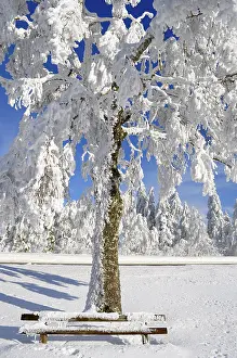 Central Europe Winter Atmosphere Drucke: Black Forest in winter, spruce forest