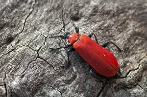 Coleoptera Insects Pictures Drucke: Black headed cardinal beetle, fire beetle