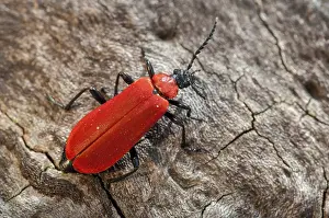 No People Wildlife Shots Drucke: Black headed cardinal beetle, fire beetle