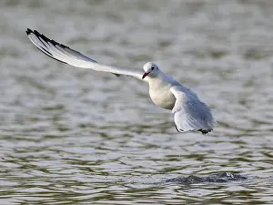 Germany Wildlife Images Drucke: A black-headed gull in flight, Umminger See