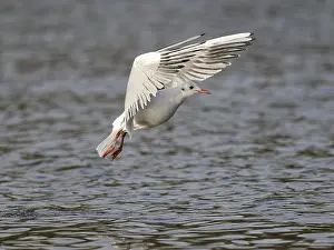 Ruhr District Wildlife Drucke: A black-headed gull in flight, Umminger See
