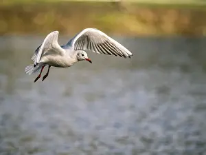 Drucke von Ein schwarzkopfseeschwalbe in Flug, Ümminger See, Bochum, Ruhrpott, Nordrhein-Westfalen Graukopfmöwe Drucke: Ein schwarzkopfstrandvogel in Flug, Ümminger See.