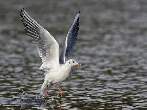 Bird In Flight Europe Drucke: A black-headed gull flying over a lake