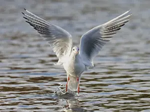 Wading Bird Images Drucke: A black-headed gull taking off