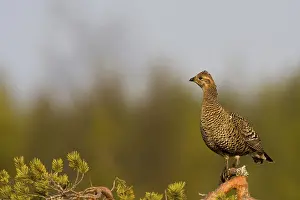 Scandinavian Bird Photography Drucke: Black hen observing balzer behavior