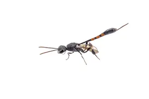 Bright Background Copy Space Drucke: Black insect isolated on the white background