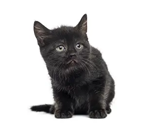 Cute Black Cat Drucke: Black kitten in front of a white background