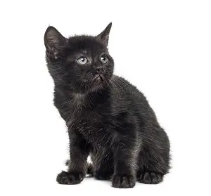 Cute Animal Drucke: Black kitten in front of a white background