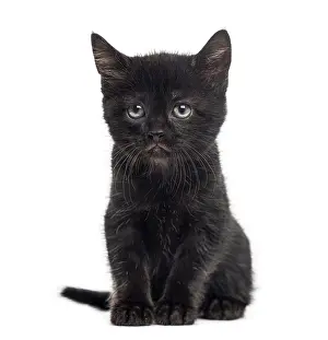 Cute Cat Drucke: Black kitten in front of a white background