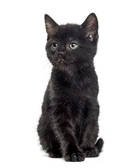Cute Black Cat Drucke: Black kitten in front of a white background
