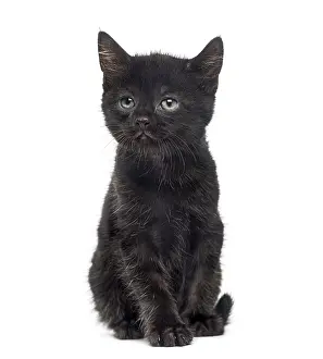 Cute Black Kitten Drucke: Black kitten in front of a white background