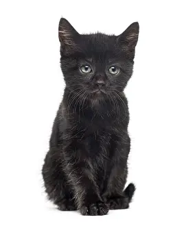 Cute Cat Drucke: Black kitten in front of a white background