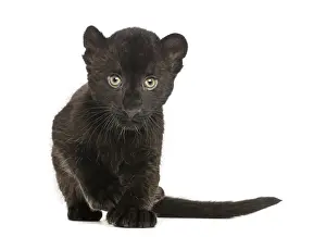 Leopard Drucke: Schwarzer Leopard-Kub an der Annäherung, 3 Wochen alt.