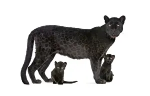 Feliformia Predator Image Drucke: Black Leopard with her cubs, isolated