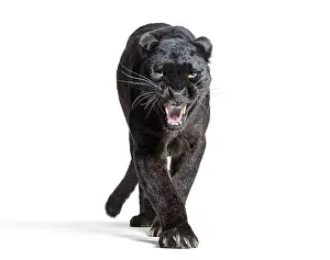 Black Leopard Drucke: Black leopard, panthera pardus